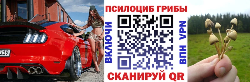 цена   Павлово  дарк нет официальный сайт  Галлюциногенные грибы Psilocybe 